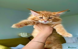 Maine Coon cats for sale: Maine Coon XXXL - Advert 5