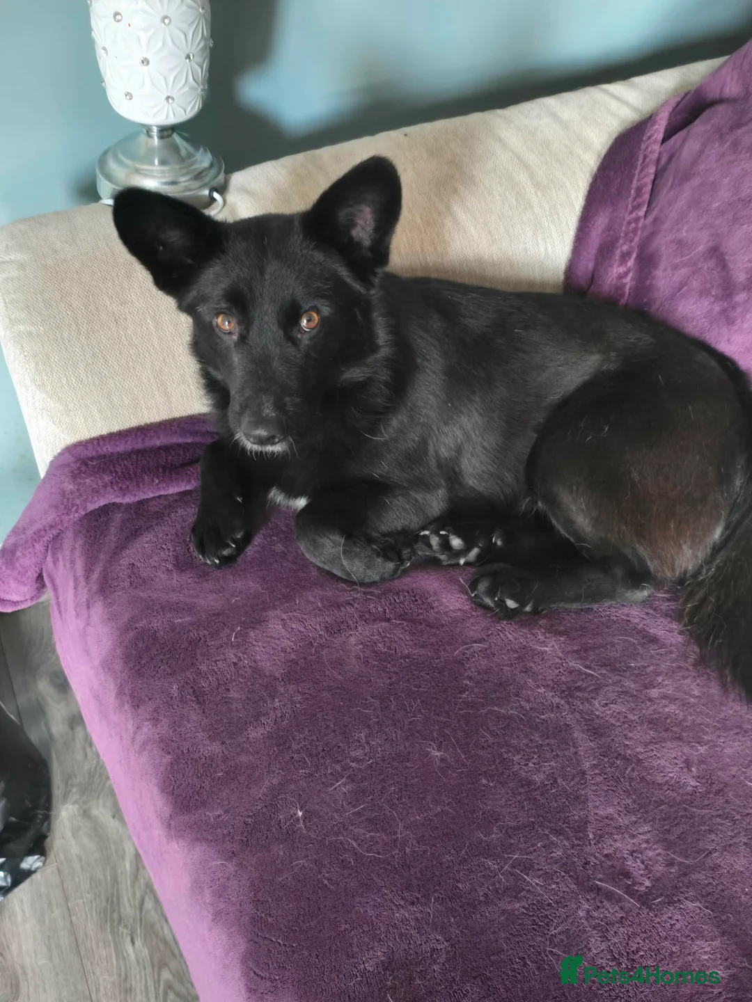 Mixed Breed dogs for adoption: BOB   - Advert 6