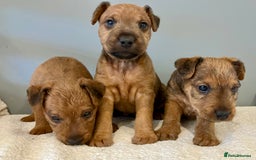 Lakeland Terrier dogs for sale: 5 Gorgeous Lakeland Terriers  - Image 2