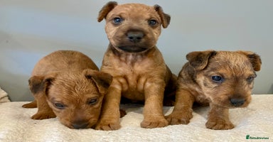 Lakeland Terrier dogs - Advert 11