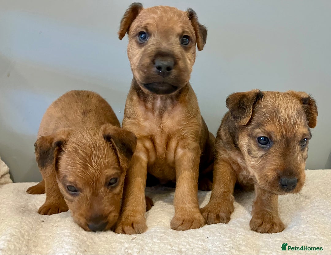 Lakeland Terrier dogs for sale: 5 Gorgeous Lakeland Terriers  - Image 2