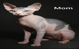 Sphynx cats for sale: Blue Eyes sphynx kittens GCCF and TICA  - Image 4