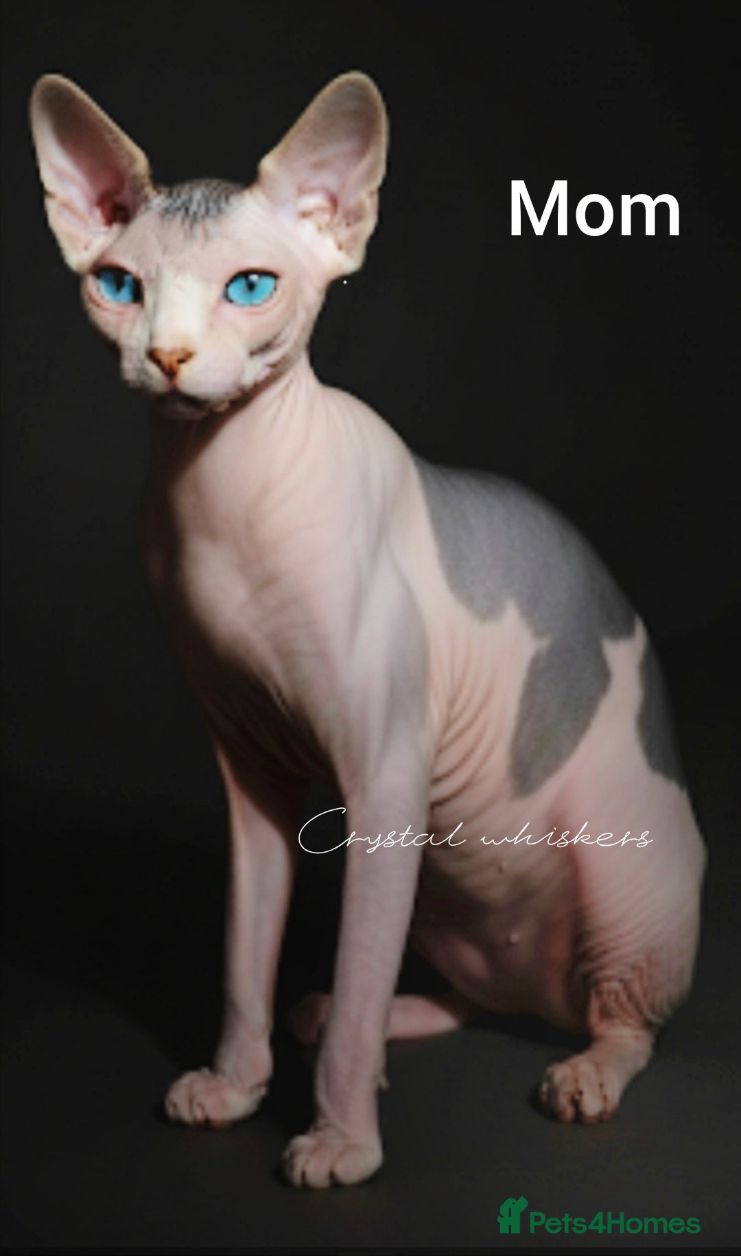 Sphynx cats for sale: Blue Eyes sphynx kittens GCCF and TICA  - Image 4