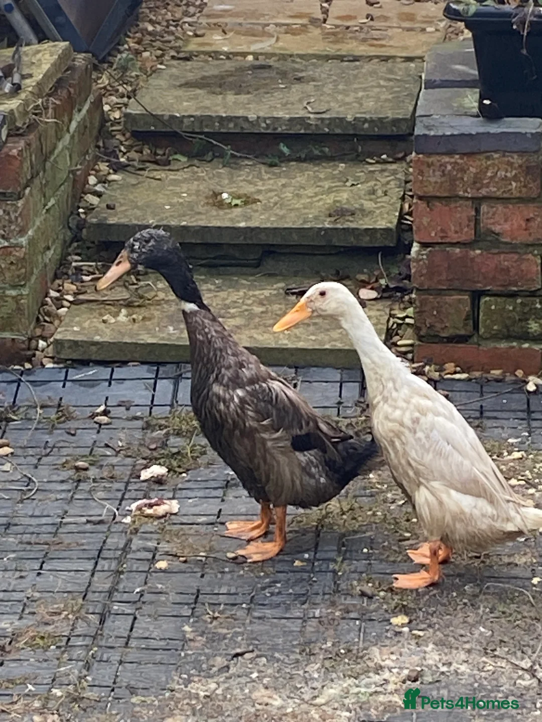 Ducks poultry for sale: Ducks x2 one female and one male  in Northampton - Advert 1