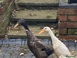 Ducks poultry Ducks x2 one female and one male in Northampton - Advert 3