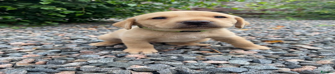 Labrador Retriever Puppy 4