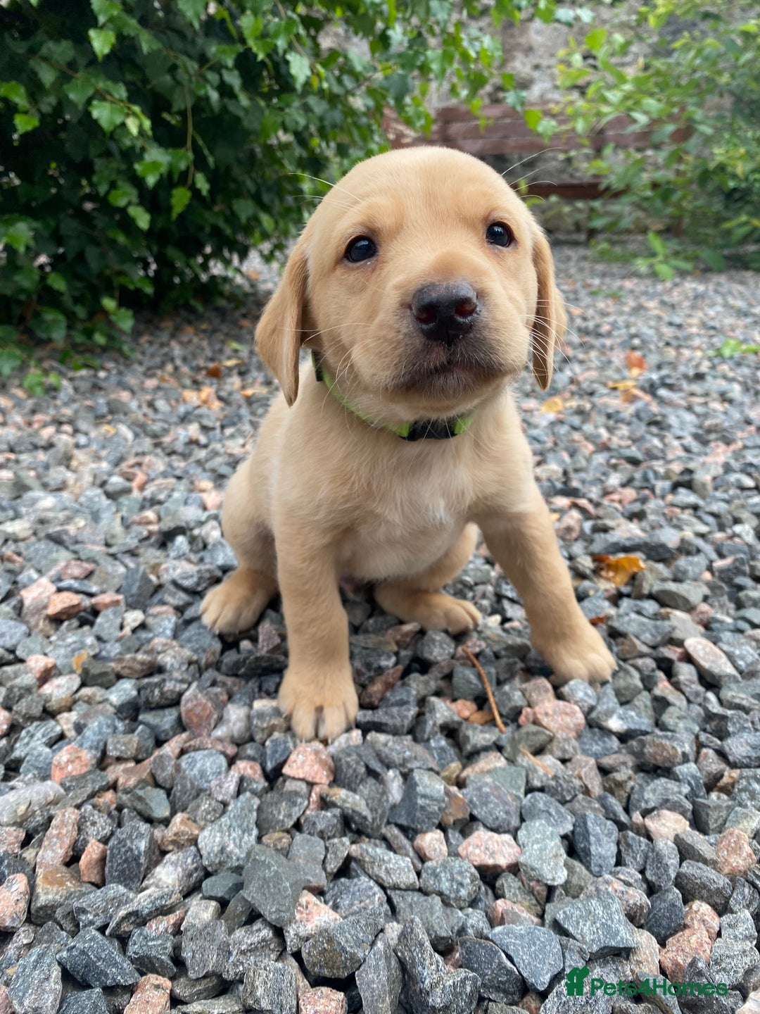 Labrador Retriever dogs for sale: Pedigree Labrador Pups - Image 17