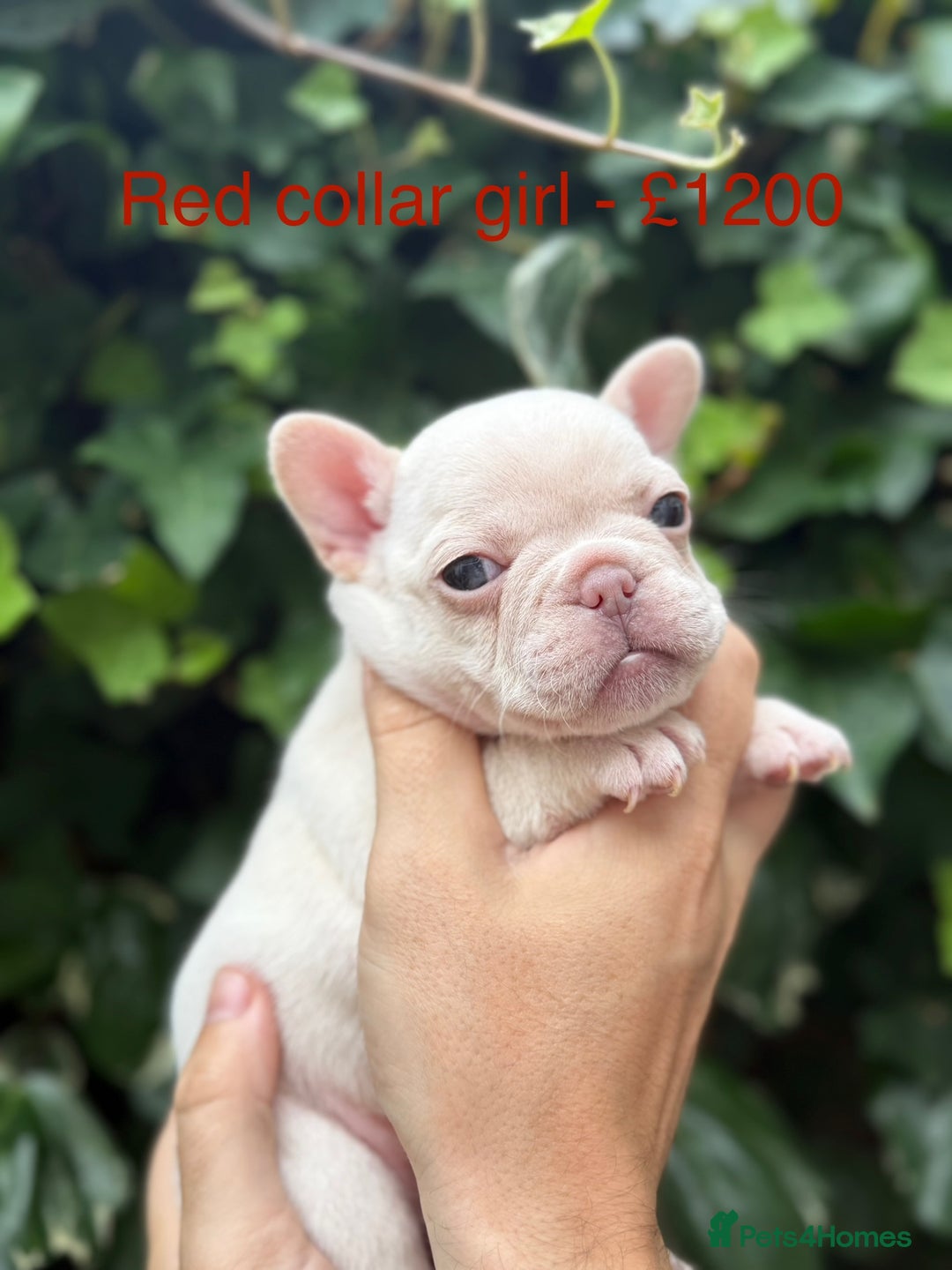 French Bulldog dogs for sale: French bulldog puppies for sale - Image 12