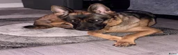 German Shepherd dogs for sale: German shepherd  - Advert 4