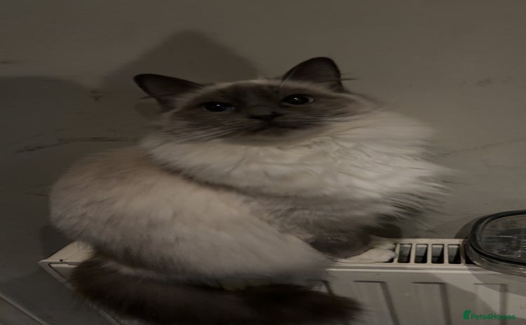 Ragdoll cats for sale - Advert 2