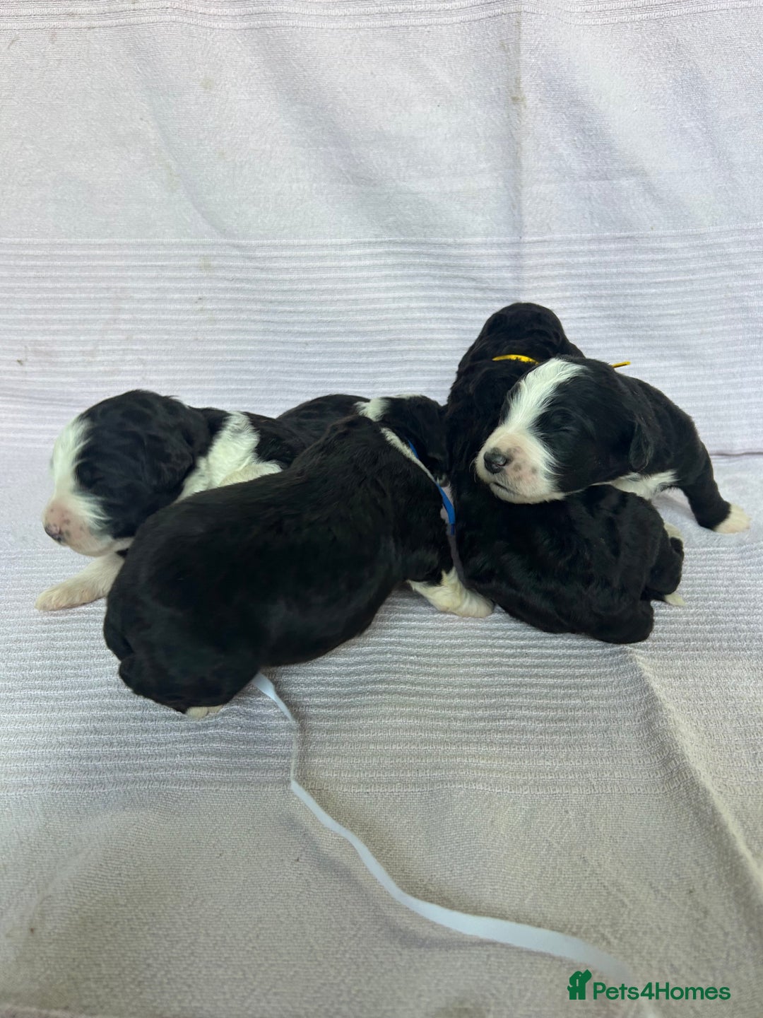 Bernedoodle dogs for sale: F1 standard Bernedoodle puppies. Licensed breeder - Image 2