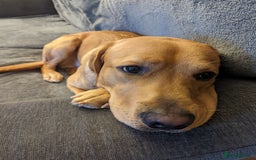 Labrador Retriever dogs for sale: Loving home needed for Ambrose, Male Labrador 4.5y - Advert 2