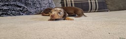 Miniature Dachshund dogs for sale: NICE PUPPPIES MINI DACHSHUND  - Advert 6