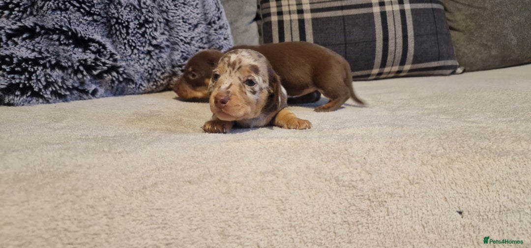 Miniature Dachshund dogs for sale: NICE PUPPPIES MINI DACHSHUND  - Advert 6