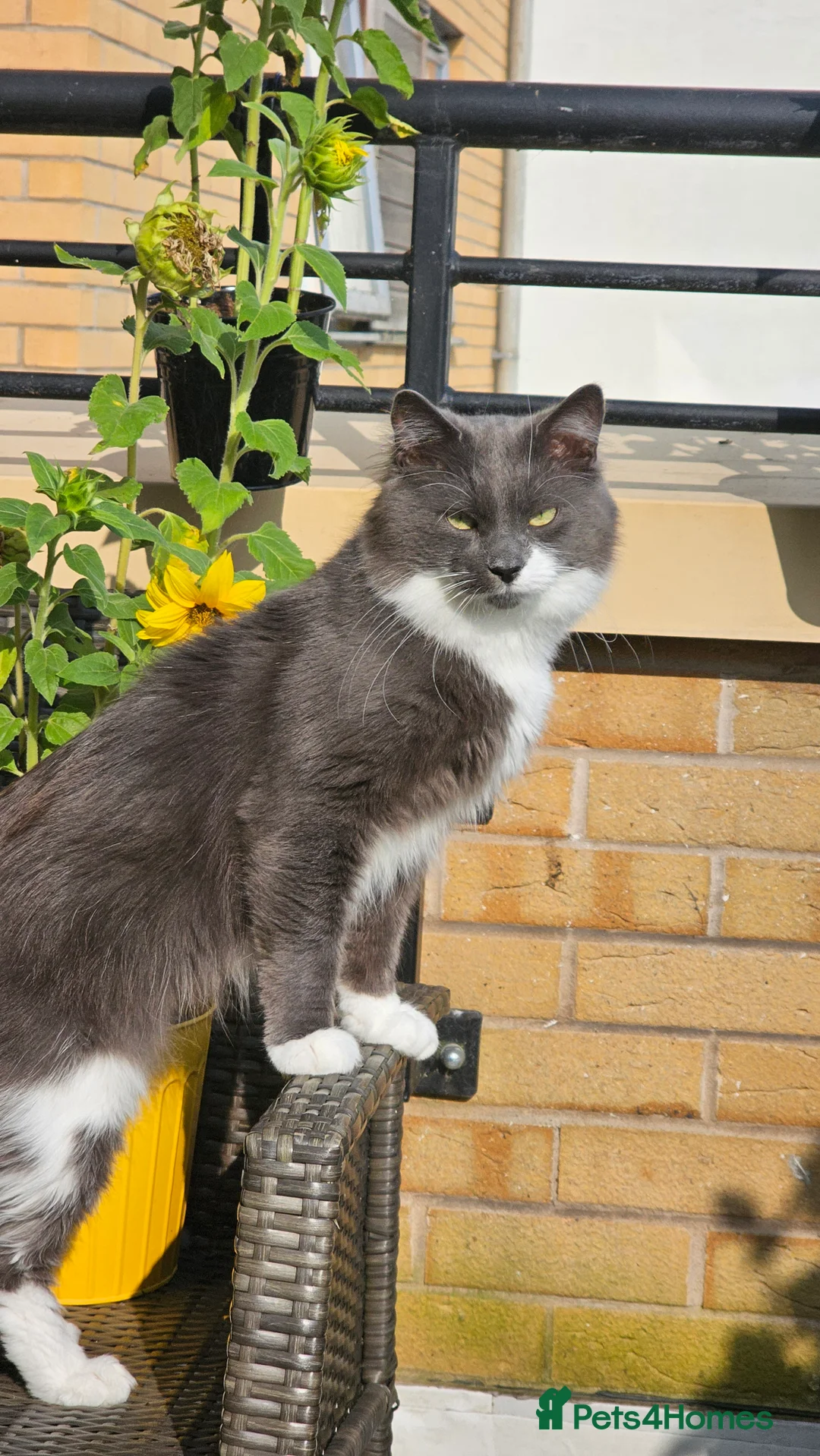 Norwegian Forest Cat cats for stud: Fluffy Romeo Seeking His Juliet – Meet Felix! in Bristol - Advert 5