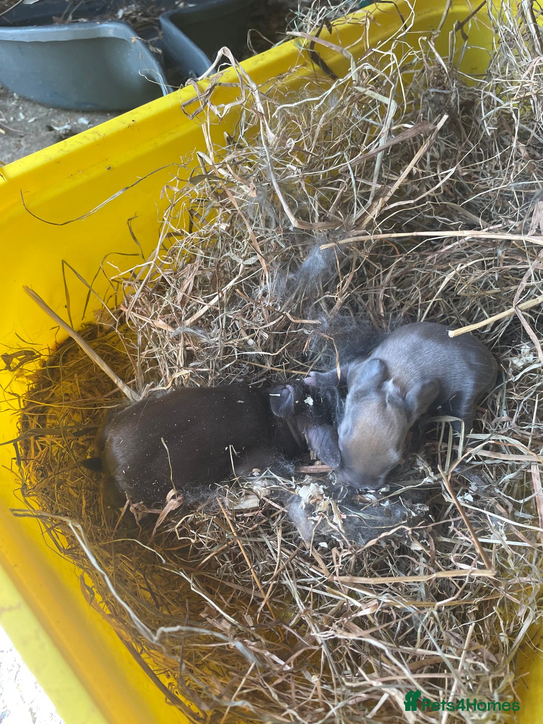 Mini Lop rabbits for sale: Pure Bred Mini Lop Bunnies  - Image 23