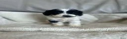 Cockapoo dogs for sale: Our beautiful cockapoo puppies - Advert 6