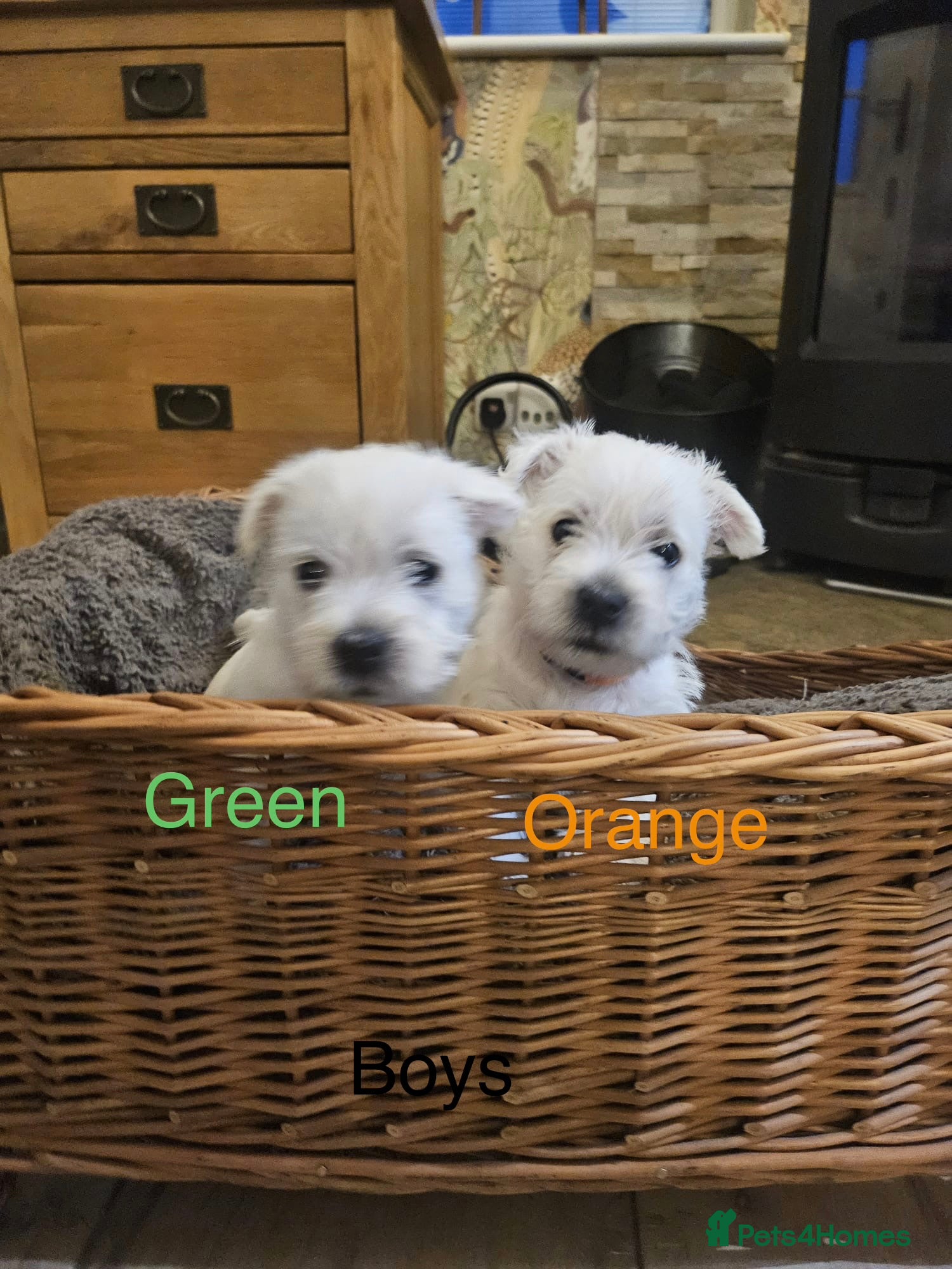 West Highland Terrier dogs WEST HIGHLAND TERRIERS  - Advert 3