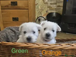 West Highland Terrier dogs WEST HIGHLAND TERRIERS - Advert 3
