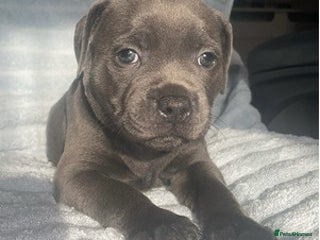 Staffordshire Bull Terrier dogs Stunning chunky blue Staffordshire - Advert 1