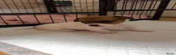 Jack Russell dogs for sale: Jackrussells terriers for sale  - Advert 16