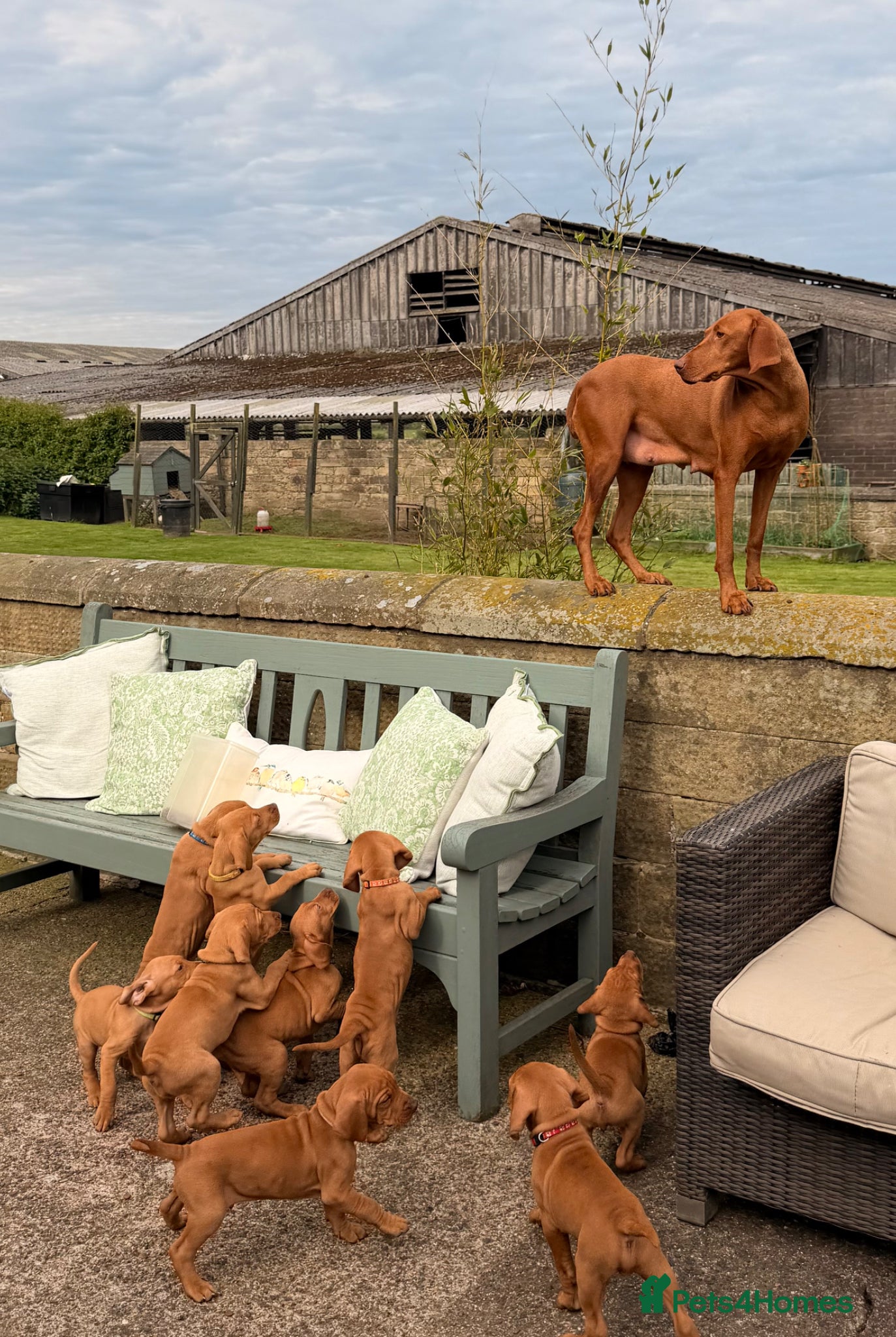 Hungarian Vizsla dogs !!REDUCED!! Beautiful KC Registered Vizsla Pups - Advert 2