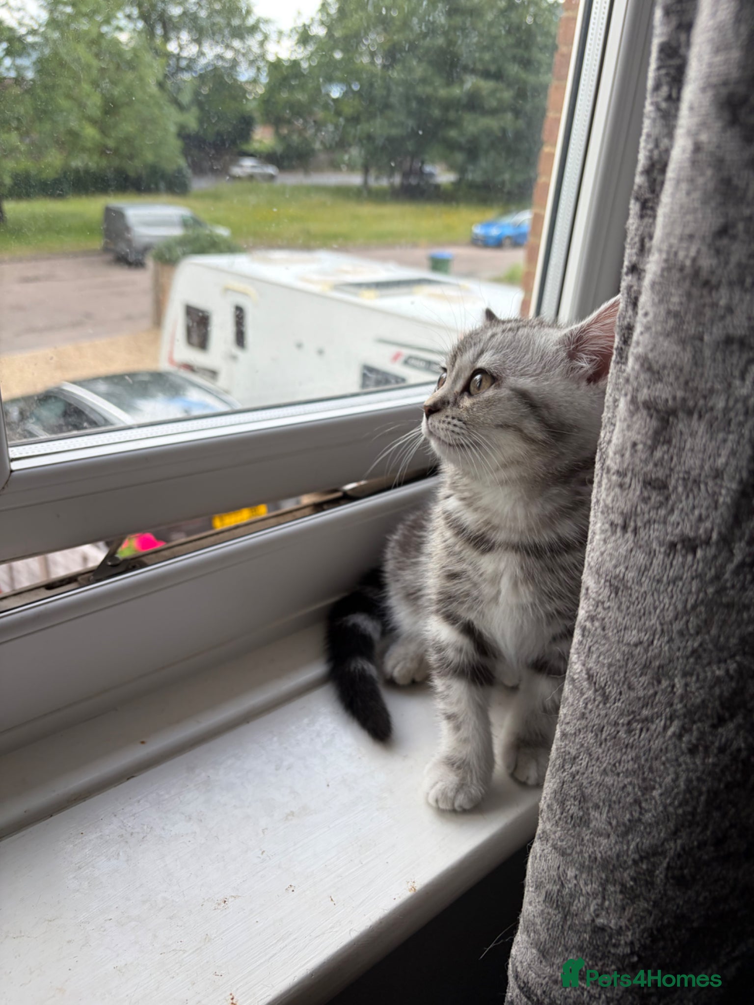 British Shorthair cats for sale: British short hairs  in Horsham - Advert 4
