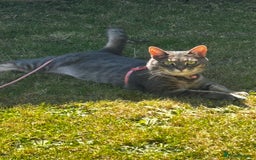 Bengal cats for sale: With a heavy heart, I am rehoming Luna - Image 7