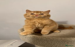 British Shorthair cats for sale: Re homing this Beautiful Boy - Image 12