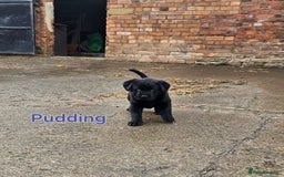 Mixed Breed dogs for sale: Labrador x Belgium Shepherd pups for sale - Image 2