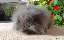 Mini Lion Lop rabbits for sale: Baby single maned lionlops - Image 2