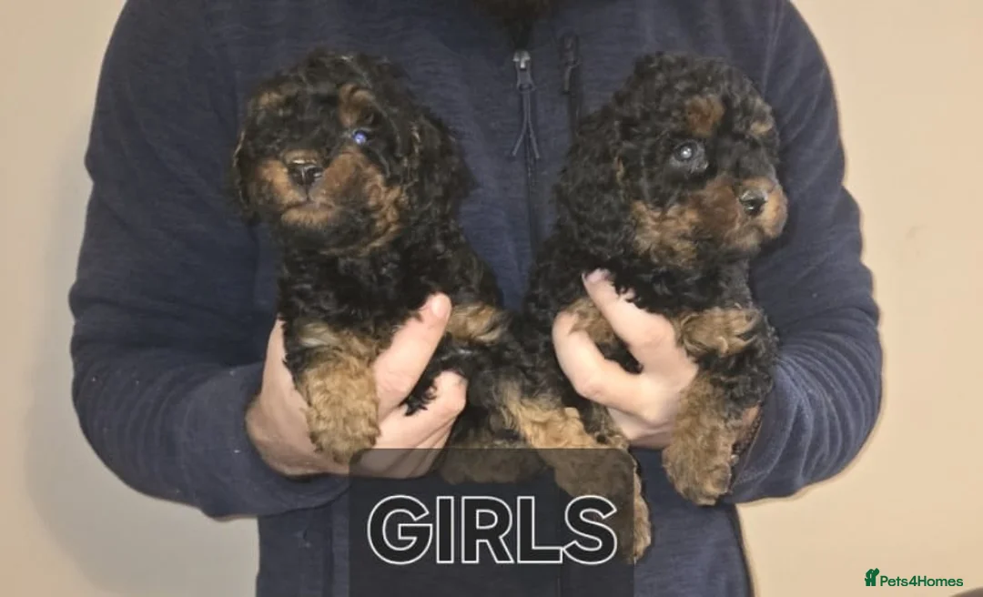 Cavapoo dogs for sale: Health tested stunning cavapoo puppies - Advert 4