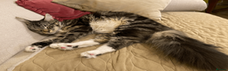 Maine Coon cats for sale: Three adorable Maine Coon Kittens For Sale  - Advert 38