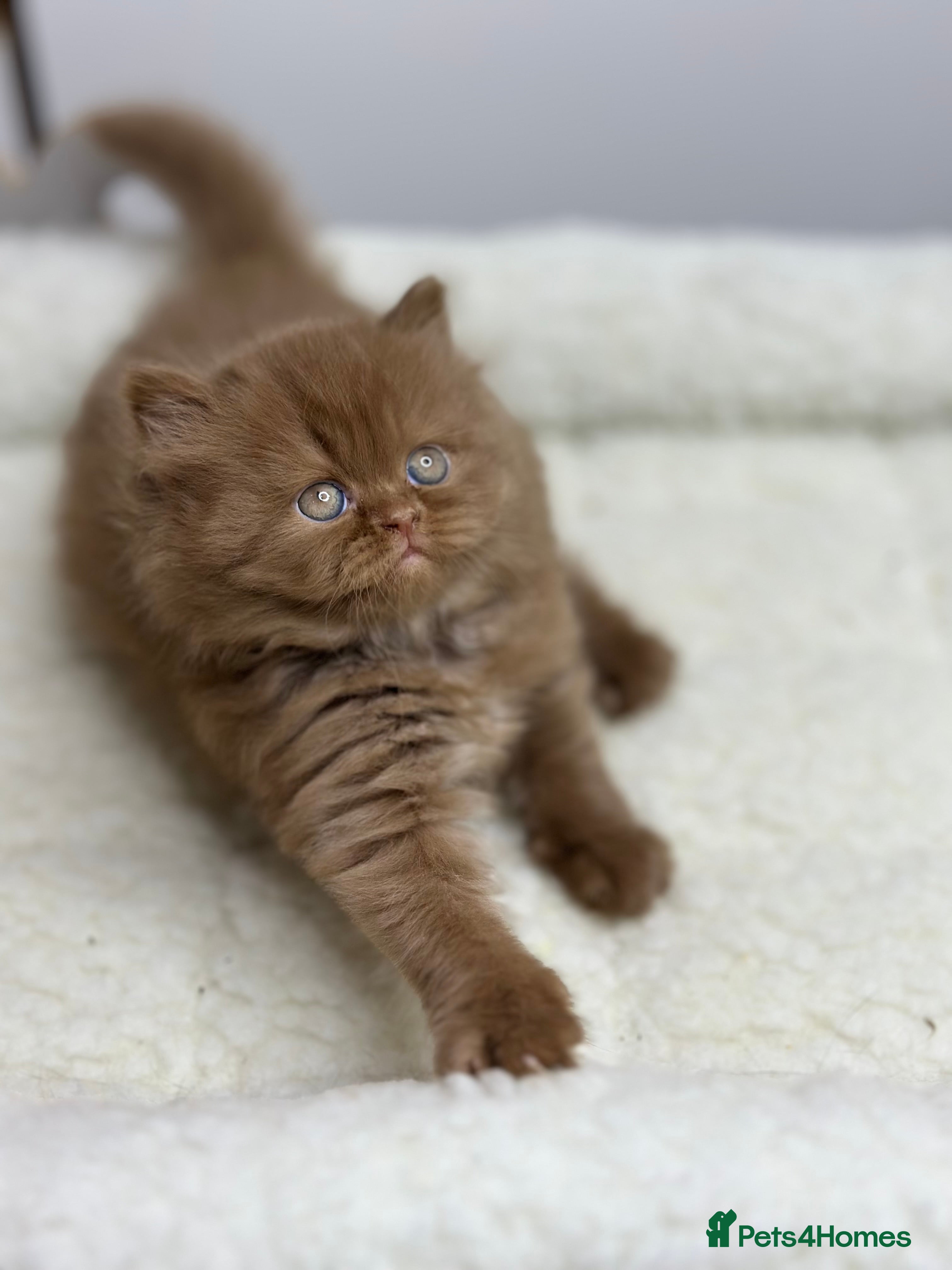 British Shorthair cats TICA, Exceptional line, BSH and BLH kittens🐾 - Advert 2