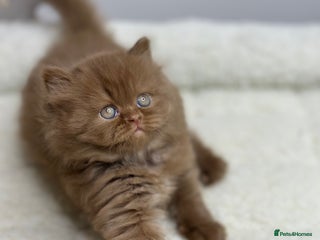 British Shorthair cats TICA, Exceptional line, BSH and BLH kittens🐾 - Advert 1