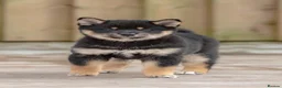 Japanese Shiba Inu dogs for sale: Last two beautiful girls - Advert 3