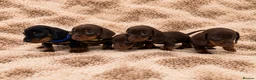Miniature Dachshund dogs for sale: READY TO GO IN 1 WEEK! MINIATURE DACHSHUNDS - Advert 1