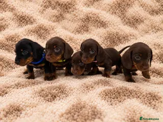 Miniature Dachshund dogs READY TO GO IN 2 WEEKS MINIATURE DACHSHUNDS - Advert 14
