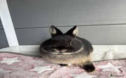 Netherland Dwarf rabbits for sale: Pure bred Netherland Dwarf (vaccinated) - Image 5