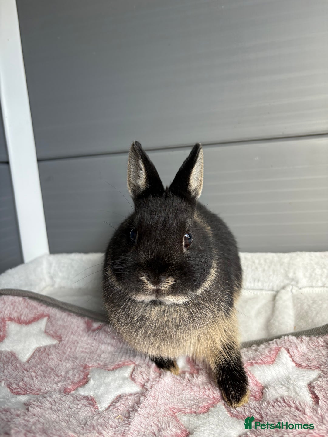 Netherland Dwarf rabbits for sale: Pure bred Netherland Dwarf (vaccinated) - Image 5