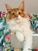 Maine Coon cats 🐾🦁 TICA REG 💙Last Boy💙 MAINE COON KITTENS🦁🐾 - Advert 6