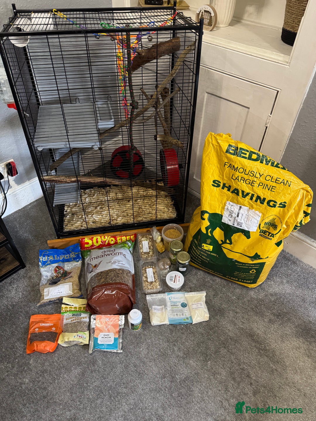 Sugar Glider rodents for sale: Two sugar gliders and full set up - Image 4