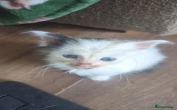 Mixed Breed cats for sale: Fluffy kitten - Image 3