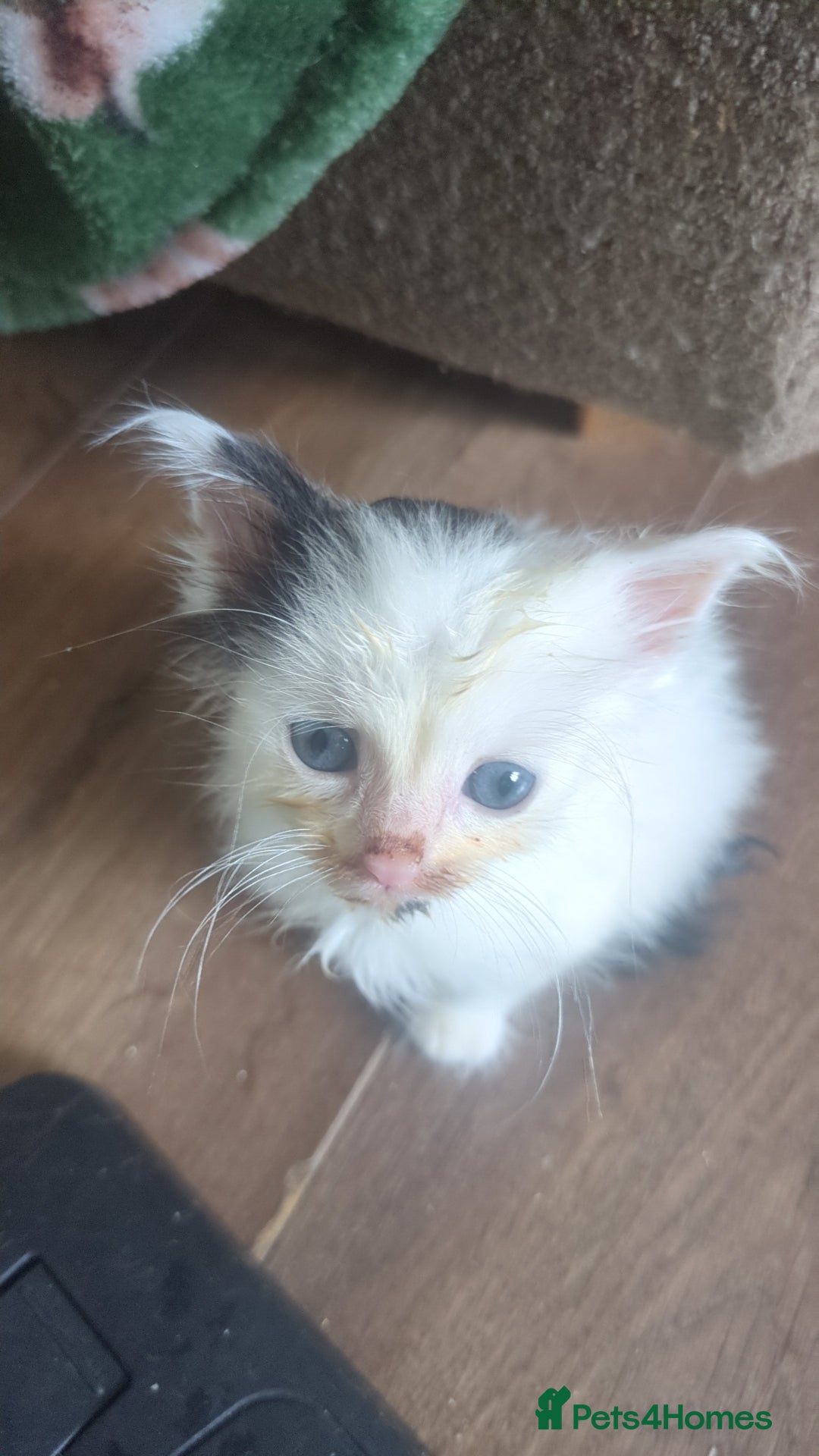 Mixed Breed cats for sale: Fluffy kitten - Image 3