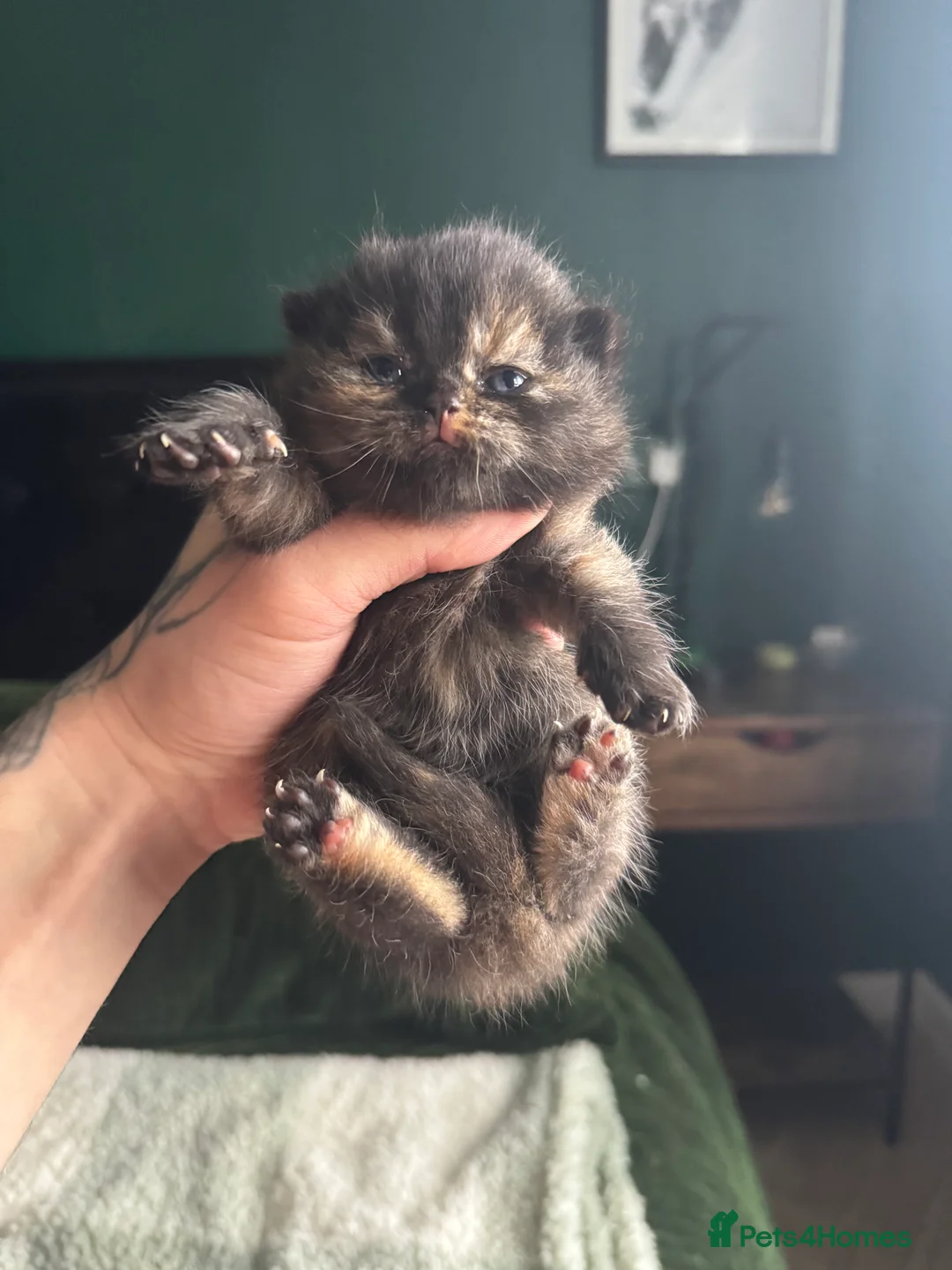 British Shorthair cats for sale: Tica reg BSH kittens  - Advert 4