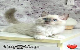 Ragdoll cats for sale: 🐾🩷*TICA REG* EU RAGDOLL KITTENS🌟 DNA CLEAR 🩵🐾 - Image 8