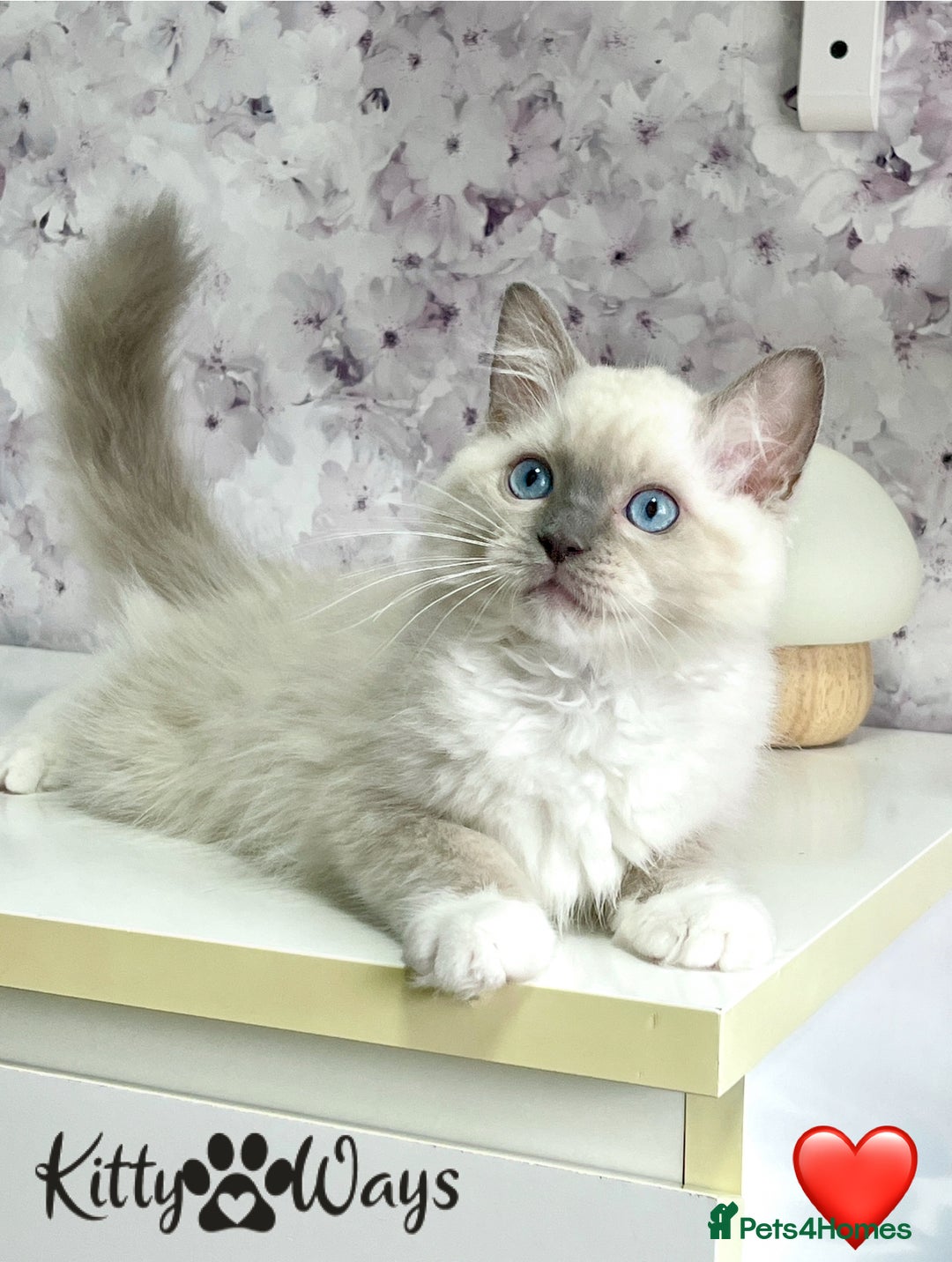Ragdoll cats for sale: 🐾🩷*TICA REG* EU RAGDOLL KITTENS🌟 DNA CLEAR 🩵🐾 - Image 8