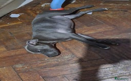 Staffordshire Bull Terrier dogs for sale: kc reg blue Staffordshire bullterrier puppies - Image 3