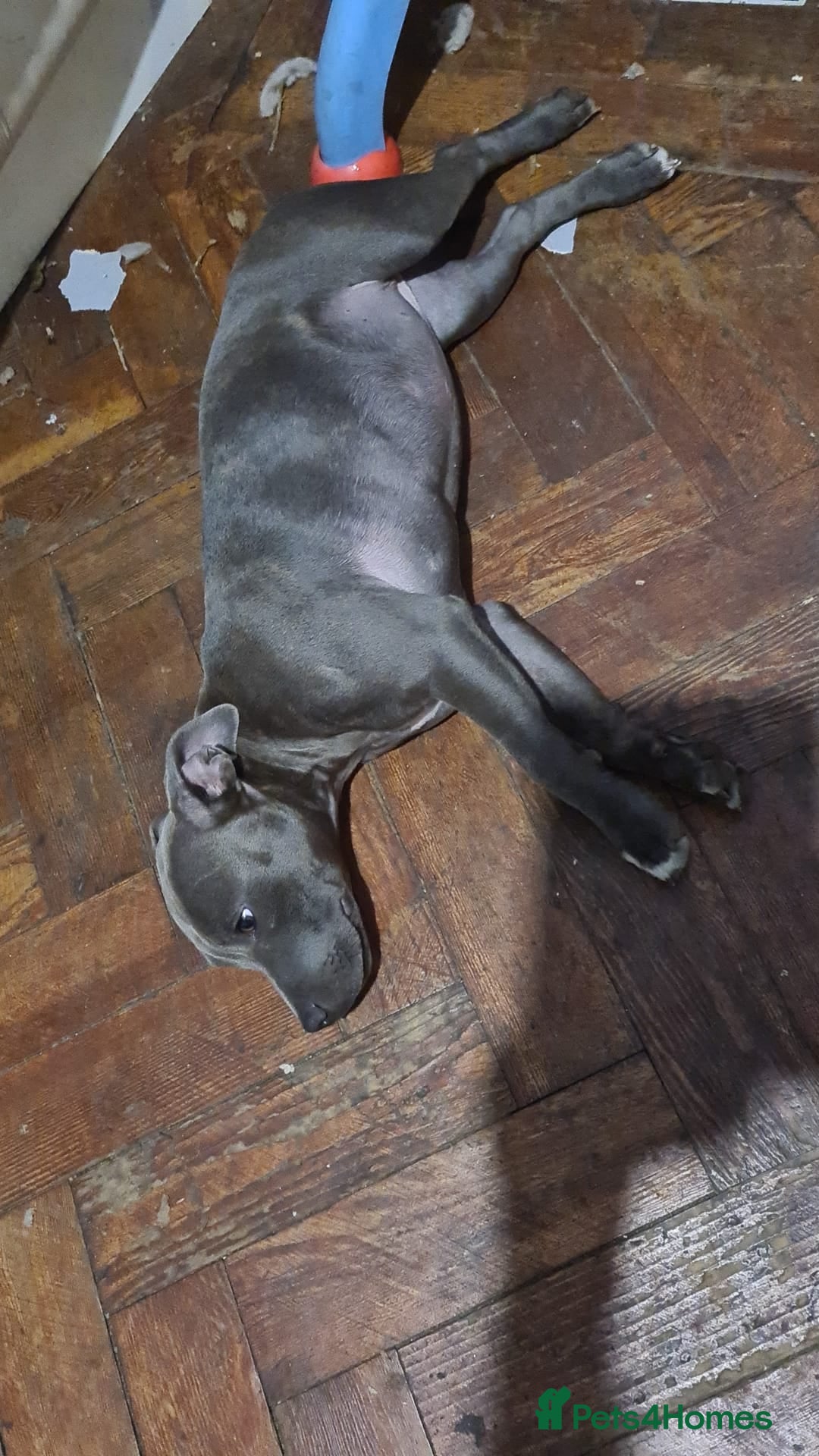 Staffordshire Bull Terrier dogs for sale: kc reg blue Staffordshire bullterrier puppies - Image 3