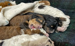 Bernedoodle dogs for sale: Bernedoodle F1B puppies - Image 9